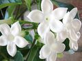 white Liana Bridal Bouquet, Madagascar Jasmine, Wax flower, Chaplet flower, Floradora, Hawaiian Wedding flower Photo and characteristics