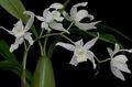 white Herbaceous Plant Coelogyne Photo and characteristics
