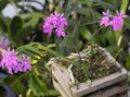 Topfpflanzen Knopf Orchidee Blume grasig, Epidendrum flieder Foto