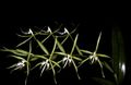 Indoor Plants Buttonhole Orchid Flower herbaceous plant, Epidendrum green Photo