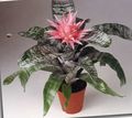  Silver Vase, Urn Plant, Queen of the Bromeliads Flower, Aechmea pink Photo