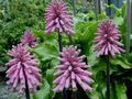 Indoor Plants Forest Lily Flower herbaceous plant, Veltheimia lilac Photo