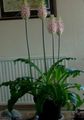 Topfpflanzen Waldlilie Blume grasig, Veltheimia rosa Foto