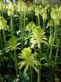 Kamerplanten Bos Lelie Bloem kruidachtige plant, Veltheimia wit foto