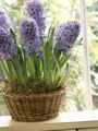 lilac Herbaceous Plant Hyacinth Photo and characteristics