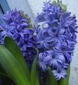 Затворени Погони Зумбул Цвет травната, Hyacinthus светло плава фотографија