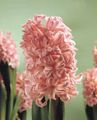 Topfpflanzen Hyazinthe Blume grasig, Hyacinthus rosa Foto