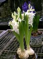 Topfpflanzen Hyazinthe Blume grasig, Hyacinthus weiß Foto