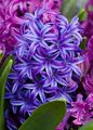 Topfpflanzen Hyazinthe Blume grasig, Hyacinthus blau Foto
