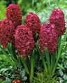 claret Herbaceous Plant Hyacinth Photo and characteristics