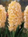 yellow Herbaceous Plant Hyacinth Photo and characteristics