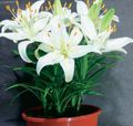 Topfpflanzen Lilium Blume grasig weiß Foto