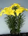 Topfpflanzen Lilium Blume grasig gelb Foto