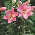 Topfpflanzen Lilium Blume grasig rosa Foto