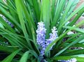 Indoor Plants Variegated Lily Turf Flower herbaceous plant, Liriope light blue Photo
