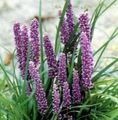 Indoor Plants Variegated Lily Turf Flower herbaceous plant, Liriope lilac Photo