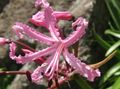 pink Herbaceous Plant Guernsey Lily Photo and characteristics