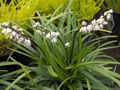 Topfpflanzen Ophiopogon Blume grasig weiß Foto