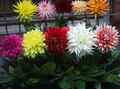 red Herbaceous Plant Dahlia Photo and characteristics