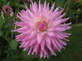 pink Herbaceous Plant Dahlia Photo and characteristics