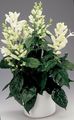 blanc Des Arbustes Bougies Blanches, Whitefieldia, Withfieldia, Whitefeldia Photo et les caractéristiques