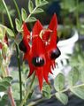red Herbaceous Plant Lobster Claw, Parrot Beak Photo and characteristics