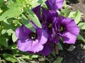 purple Herbaceous Plant Texas Bluebell, Lisianthus, Tulip Gentian Photo and characteristics