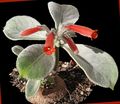 Topfpflanzen Rechsteineria Blume grasig rot Foto