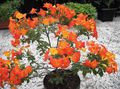 Marmalade Bush, Orange Browallia, Firebush