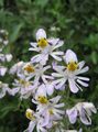 blanc Herbeux Pauvre Orchidée Mans Photo et les caractéristiques