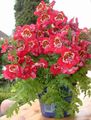 Indoor Plants Poor Mans Orchid Flower herbaceous plant, Schizanthus red Photo