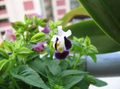Indoor Plants Wishbone flower, Ladys slipper, Blue wing hanging plant, Torenia purple Photo