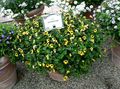 Topfpflanzen Querlenker Blume, Ladys Slipper, Blauen Flügel ampelen, Torenia gelb Foto