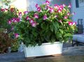 Topfpflanzen Querlenker Blume, Ladys Slipper, Blauen Flügel ampelen, Torenia rosa Foto