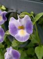 Indoor Plants Wishbone flower, Ladys slipper, Blue wing hanging plant, Torenia lilac Photo