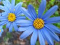 Indoor Plants Blue Daisy Flower herbaceous plant, Felicia amelloides light blue Photo