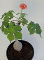 red  Peregrina, Gout Plant, Guatemalan Rhubarb Photo and characteristics