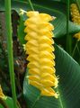 jaune Herbeux Calathea, Usine De Zèbre, Usine De Paon Photo et les caractéristiques