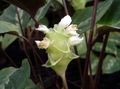 blanc Herbeux Calathea, Usine De Zèbre, Usine De Paon Photo et les caractéristiques