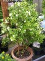 Indoor Plants Bark Tree, Orange Jessamine Flower shrub, Murraya white Photo