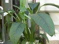 white Herbaceous Plant Peace lily Photo and characteristics