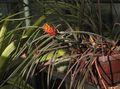 orange Herbaceous Plant Pinecone Bromeliad Photo and characteristics