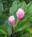 Indoor Plants Red Ginger, Shell Ginger, Indian Ginger Flower herbaceous plant, Alpinia pink Photo