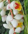 Indoor Plants Red Ginger, Shell Ginger, Indian Ginger Flower herbaceous plant, Alpinia white Photo
