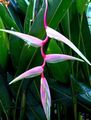Kamerplanten Kreeft Klauw,  Bloem kruidachtige plant, Heliconia roze foto