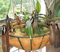 Topfpflanzen Monkey Bambuskännchen Blume liane, Nepenthes braun Foto