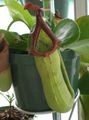 Indoor Plants Monkey Bamboo Jug Flower liana, Nepenthes green Photo