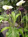 white Herbaceous Plant Bat Head Lily, Bat Flower, Devil Flower Photo and characteristics