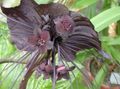 Indoor Plants Bat Head Lily, Bat Flower, Devil Flower herbaceous plant, Tacca brown Photo