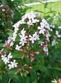 Topfpflanzen Abelia Blume sträucher weiß Foto